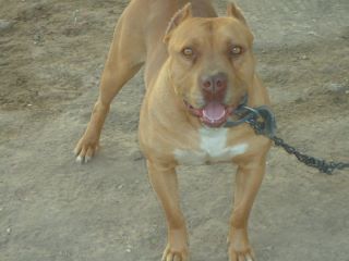 yago